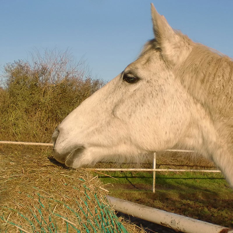Heunetz 1,50 x 2,20 m, PP gekn. 5 mm, Maschenw. 100 mm Heunetz 1,50 x 2,20 m, PP gekn. 5 mm, Maschenw. 100 mm aus der Kategorie Raufennetze - Fertigmaße