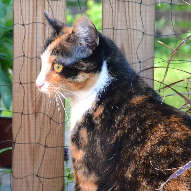 Katzennetz 1,5 x 5 m "Drahteinlage", PE, Masche 30 mm, 1,0 - 1,2 mm ø aus der Kategorie Google Shopping