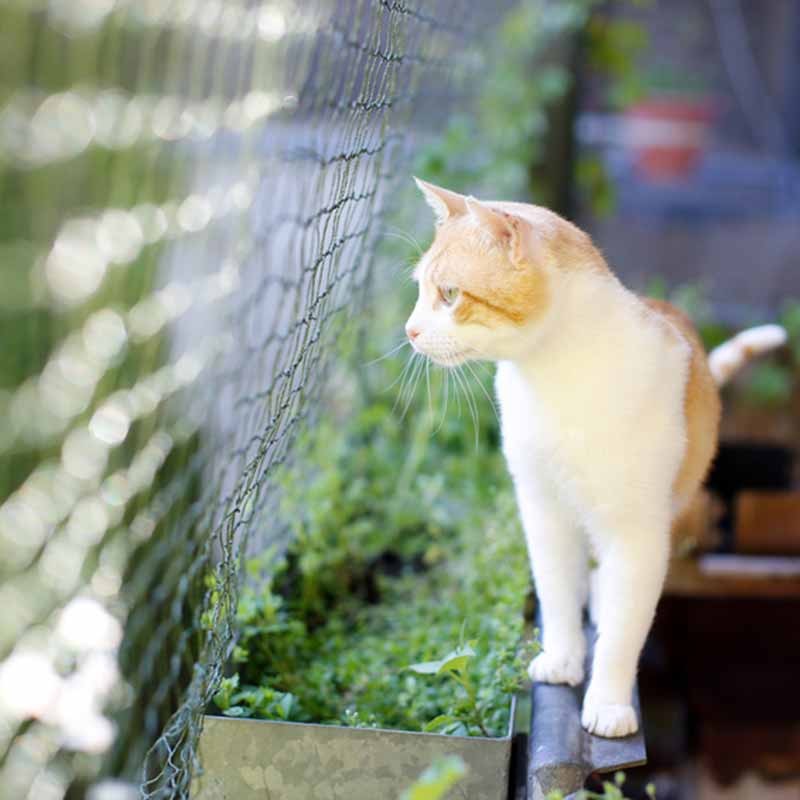 Katzennetz 3 x 8 m, Masche 50 mm, PE,  Stärke 1,0 - 1,2 mm ø aus der Kategorie Standardqualität