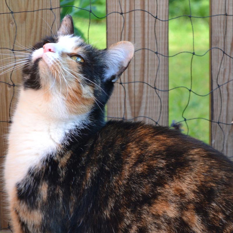 Katzennetz 2 x 10 m "Drahteinlage", PE, Masche 50 mm, 1,0 - 1,2 mm ø Katzennetz 2 x 10 m "Drahteinlage", PE, Masche 50 mm, 1,0 - 1,2 mm ø aus der Kategorie Google Shopping