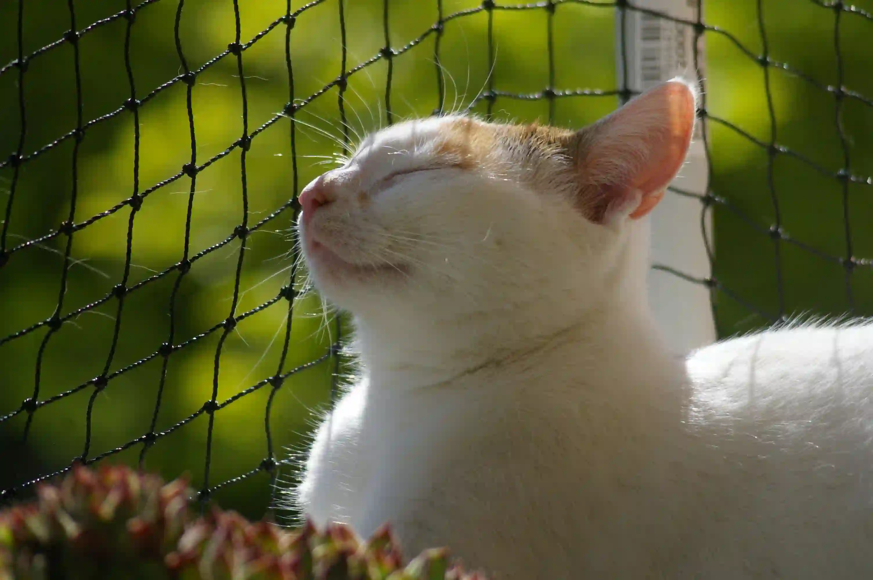 Weiße Katze mit orangefarbenen Flecken auf dem Kopf sitzt vor einem schwarzen Netz und schließt entspannt die Augen. Im Hintergrund sind grüne Pflanzen zu sehen